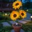 SOLAR SUNFLOWER